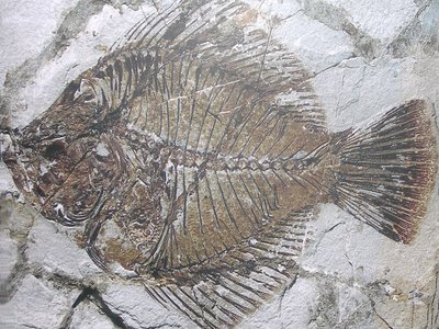 Amphistium