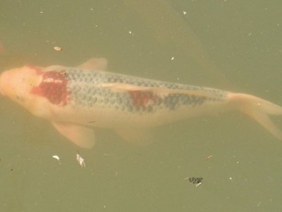 Amur Carp