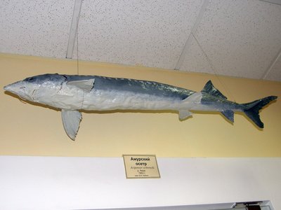 Amur Sturgeon