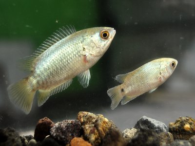 Anabas Testudineus