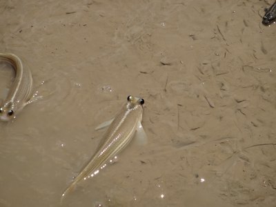Anablepidae