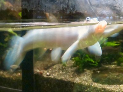 Anableps microlepis