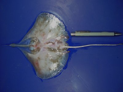 Anacanthobatis