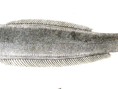 Anacanthus barbatus