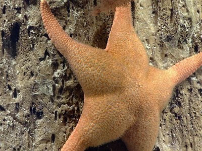 Anacanthus