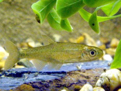 Anaecypris