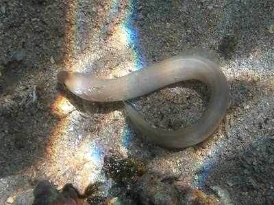 Anago