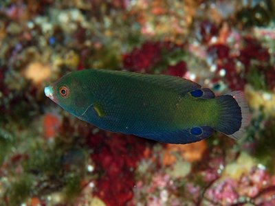 Anampses geographicus