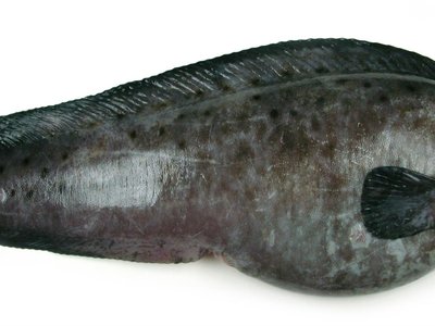 Anarhichas denticulatus