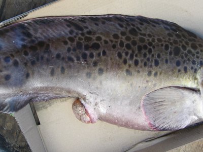 Anarhichas