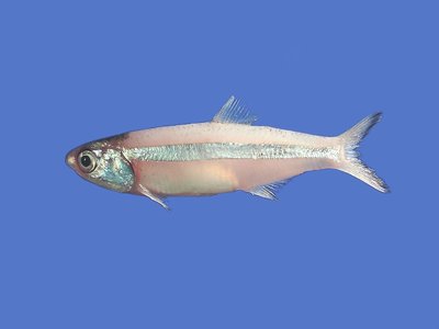 Anchoa Hepsetus