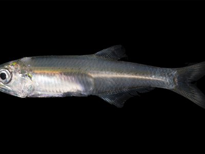 Anchoa Mitchilli