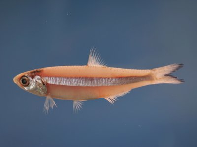 Anchoa