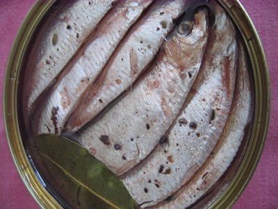 Anchovy Herring
