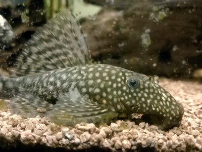 Ancistrus