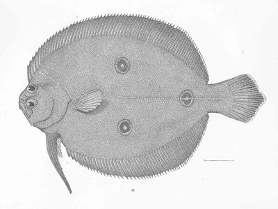 Ancylopsetta
