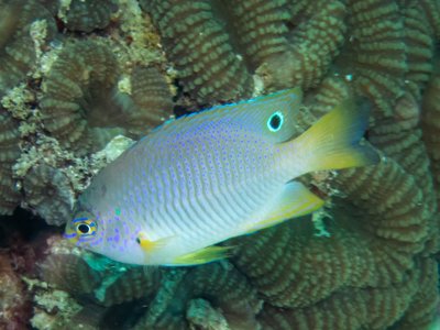 Andaman Demoiselle
