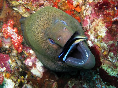 Andaman Moray