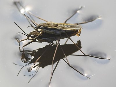 Andamia Heteroptera