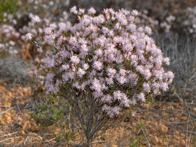 Andersonia