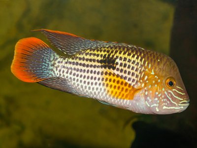 Andinoacara Rivulatus