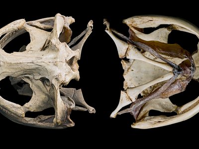 Andrias japonicus