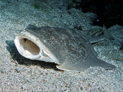 Angel Shark