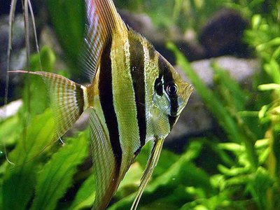 Angelfish
