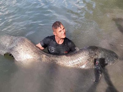Angler Catfish