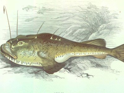Angler Sea Devil