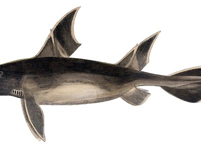 Angular Rough Shark