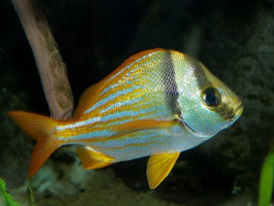 Anisotremus