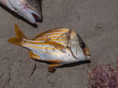 Anisotremus Virginicus