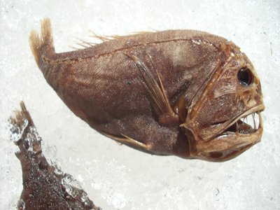 Anoplogaster Cornuta