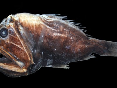 Anoplogaster
