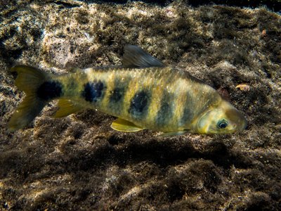 Anostomidae