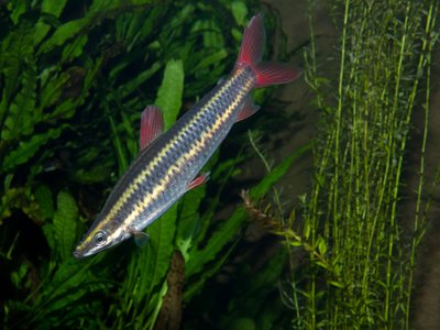 Anostomus Anostomus
