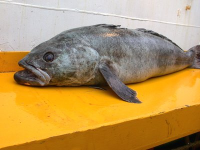 Antarctic Cod