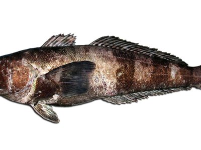 Antarctic Toothfish