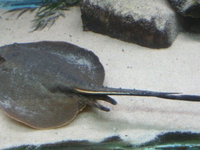 Antenna Ray