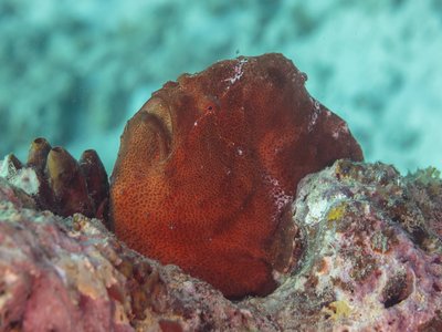 Antennarius Commerson
