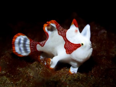 Antennarius Maculatus