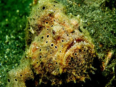 Antennarius Pictus