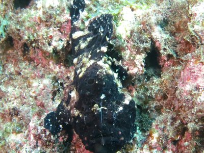 Antennarius Striatus