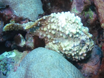 Antennarius