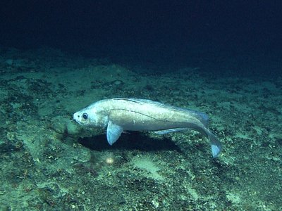 Antimora Rostrata