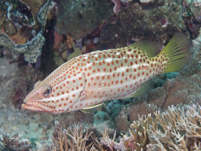 Anyperodon