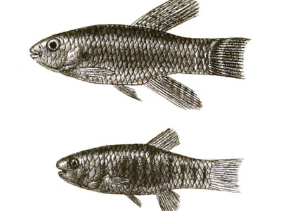 Aphanius Dispar