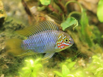Apistogramma Borellii