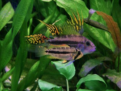 Apistogramma Cacatuoides